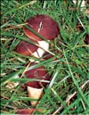 The Royal mushroom  Agaricus black