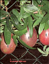 Passiflora Sayonara's fruits