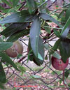 Passiflora Sayonara's fruits