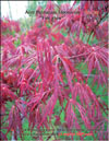 Japanese maple Fire glow 
 Acer Palmatum Japonicum Fire glow