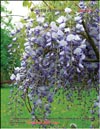    Wisteria chinensis