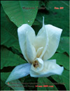 Magnolia Lotus