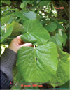 Silver linden-tree  
Tilia tomentosa