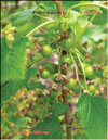 Red currants  
Ribes nigrum L.