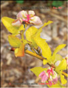 Whortleberries  Vaccinium myrtilus L.