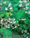 Red raspberries  Rubus daeus