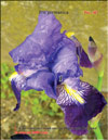 Iris germanica