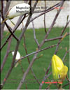 Magnolia Yellow Bird