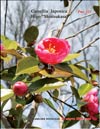 Japanese Camellia Shintsukasa