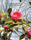 Japanese Camellia 
Shintsukasa