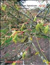       Acer Palmatum Japonicum Green lace