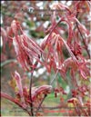 Acer Palmatum Japonicum Fire glow