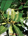    
Prunus laurocerasus L.