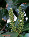 Lusitanian cherry-laurel  Prunus laurocerasus L.