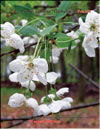    Prunus cerotina Globulus