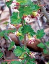 Gooseberry  Ribes uva-crspa L.