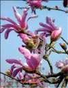 Magnolia Merill, Rosea