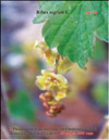    Ribes nigrum L.