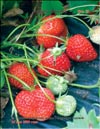   (), Fragaria ananassa