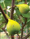 Mature Honey figs
