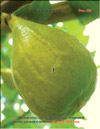 Mature Honey figs (Ficus carica L.)
