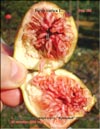 Huge Bloody figs in 2008