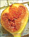 Huge Bloody figs in 2009