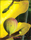 Bloody figs (Ficus carica L.)