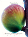 Honey figs (Ficus carica L.)