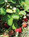   (), Fragaria ananassa