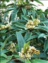 Loquat (Photina Japonica)