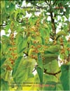    (Paulownia tomentosa  Imperialis)