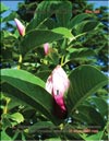 Magnolia Royal Crown