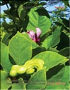Magnolia Sundew