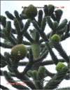 Monkey-puzzle tree (Araucaria araucana)