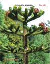   (Araucaria araucana)   