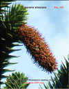   (Araucaria araucana)   