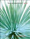    (Yucca treculeana Carriere)