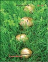   (Boletus edulis)