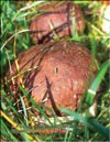   (Boletus edulis)