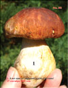   (Boletus edulis)