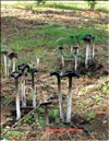   (Asparagus mushroom)