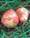 Russula verca Fr.