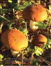   (Russula verca Fr.)