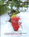 Garden strawberries (Fragaria ananassa)