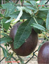 Passiflora Sayonara