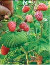 Red raspberry (Rubus daeus)