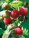  (Rubus daeus)