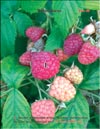  (Rubus daeus)