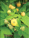 Yellow raspberry (Rubus ellipticus)